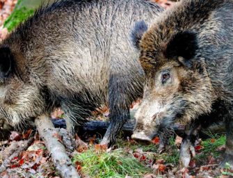 ASP-Prävention: Niedersachsen appelliert an Jäger