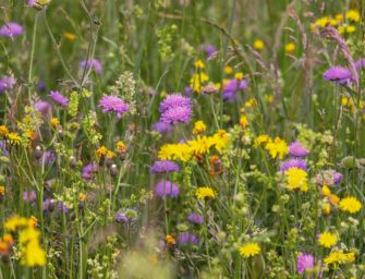 Invasive Pflanzen und ihre Auswirkungen