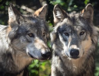 Wolfsentnahme: Klage des NABU abgewiesen