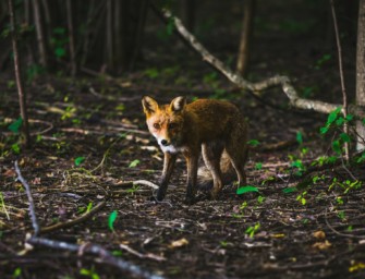 Fuchs im Urlaubsort: Aufregung an der Ostsee
