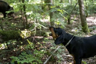 Slovensky Kopov – Schwarzwildbracken im Einsatz