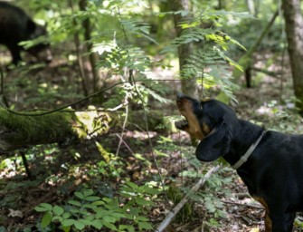 Slovensky Kopov – Schwarzwildbracken im Einsatz