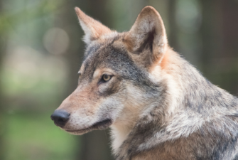 Aus für Wolfsjagd in Bayern: Die Verordnung und ihre Folgen