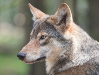Aus für Wolfsjagd in Bayern: Die Verordnung und ihre Folgen