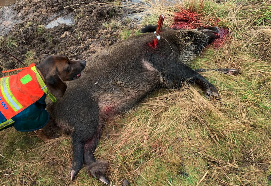 Bildschirmfoto 2024-07-18 um 13.08.11