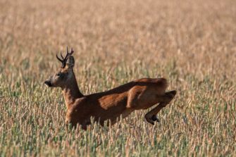 Wildes Treiben – Blattjagd aus einer anderen Perspektive