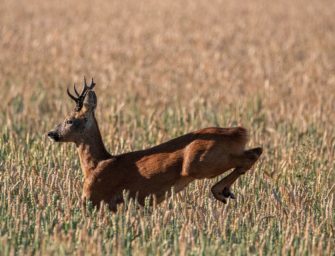 Wildes Treiben – Blattjagd aus einer anderen Perspektive