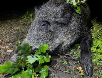 270 WSM – das Kaliber für die Bergjagd, Rot- und Schwarzwild