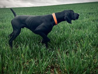 Ist das Kupieren von Jagdhunden bald verboten?