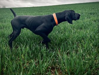 Ist das Kupieren von Jagdhunden bald verboten?