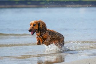 Hundebesitzer-Tipps für heiße Temperaturen im Sommer