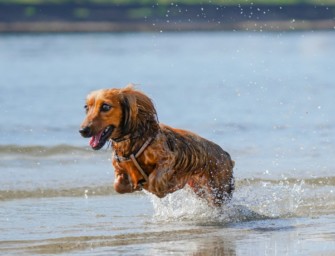 Hundebesitzer-Tipps für heiße Temperaturen im Sommer