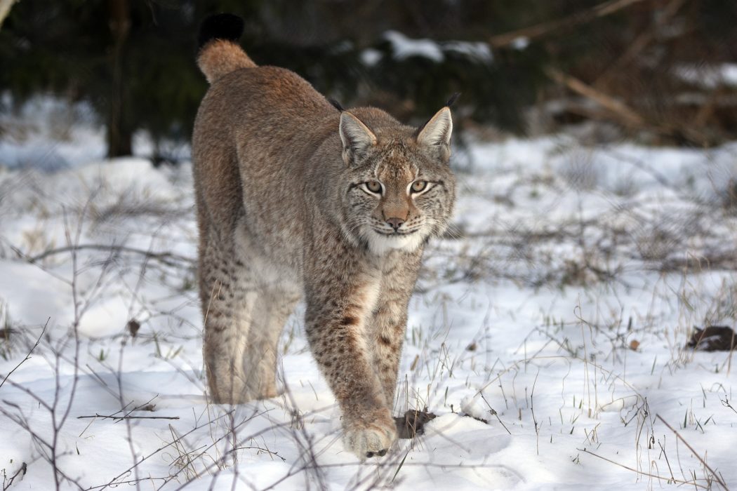 lynx-7851509_1920