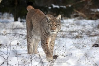 Luchs Finja ist tot: Hoffnungsträgerin wurde eingeschläfert