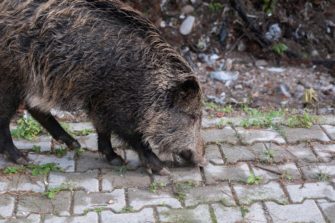 Dackel in Sankt Andreas von Wildschwein getötet