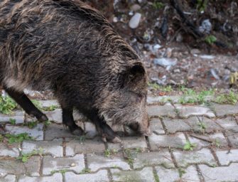 Dackel in Sankt Andreas von Wildschwein getötet