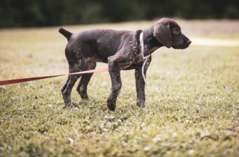 Kupierverbot gekippt – Ausnahme für Jagdhunde bleibt bestehen