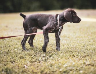 Kupierverbot gekippt – Ausnahme für Jagdhunde bleibt bestehen