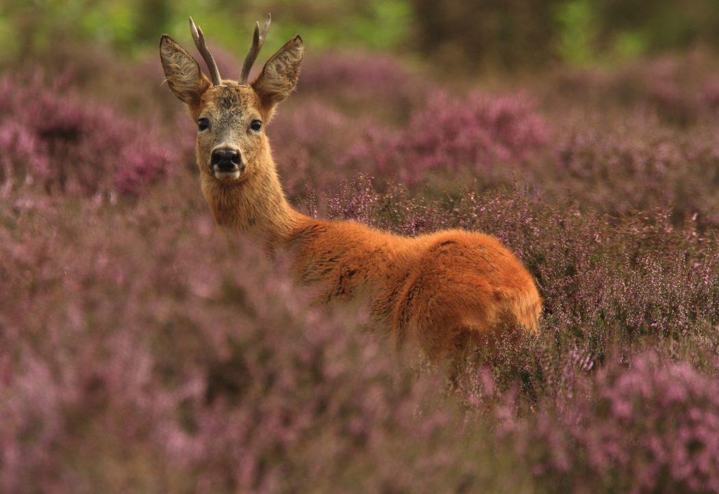 roe-deer-2915276_1920