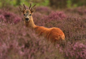 Spannende Blattjagd: erfolgreich auf den Rehbock