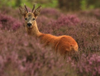 Spannende Blattjagd: erfolgreich auf den Rehbock