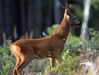 Bock zur Blattzeit – Taktik für die Praxis Teil II