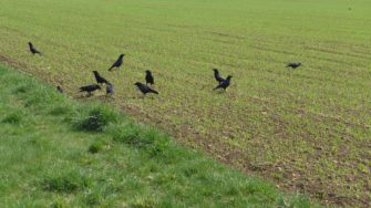 Krähenjagd – erfolgreich auf die schwarzen Räuber