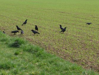 Krähenjagd – erfolgreich auf die schwarzen Räuber