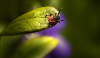 Borreliose: Gibt es bald eine wirksame Impfung?