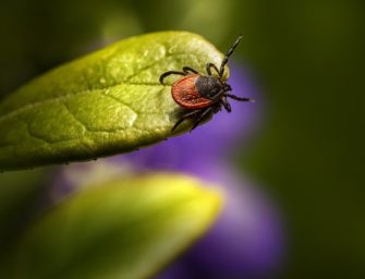 Borreliose: Gibt es bald eine wirksame Impfung?