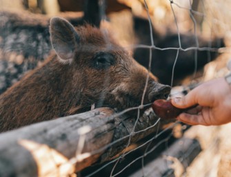 Schutz vor Afrikanischer Schweinepest – Gattersauen getötet