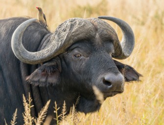 Auslandsjagd – Fährt Lemke doch nach Afrika?