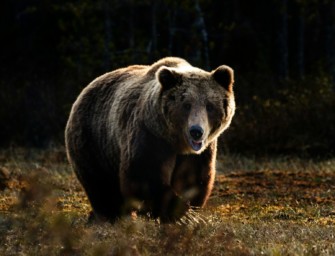 Rumänien EU-Staat beschließt Bärenabschuss
