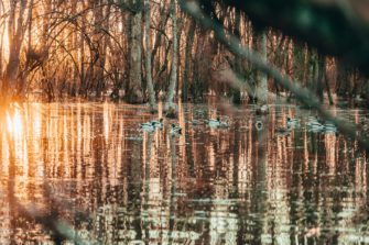 Ente gut, alles gut – Wie Sie ein Entenfloß zur Fütterung selber bauen können!
