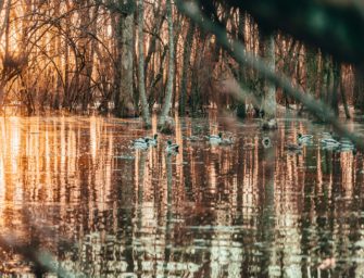 Ente gut, alles gut &ndash; Wie Sie ein Entenflo&szlig; zur F&uuml;tterung selber bauen k&ouml;nnen!