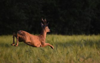 Blauzungenkrankheit bei Wildtieren – wie reagiere ich bei einem Verdachtsfall?