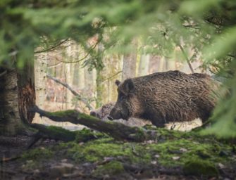 Wildschweine planschen im Freibad – neuer Trend unter Wildtieren in Karlsruhe?