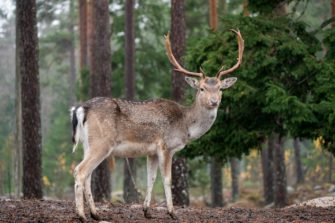 Damwild schwer verletzt: unbekannter Täter schneidet Zaun von Wildtiergehege auf