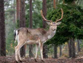 Damwild schwer verletzt: unbekannter Täter schneidet Zaun von Wildtiergehege auf