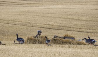 Gänsejagd – Tipps für die Lockjagd auf dem Feld