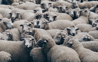 Versicherung rechnet mit Millionenschäden durch Tierseuchen