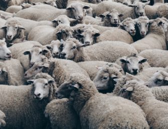 Versicherung rechnet mit Millionenschäden durch Tierseuchen