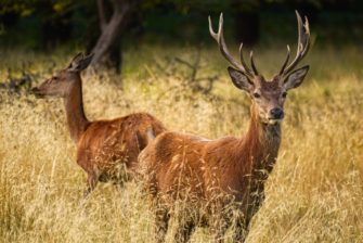 Jagdtourismus? Tipps für die Jagd im Ausland