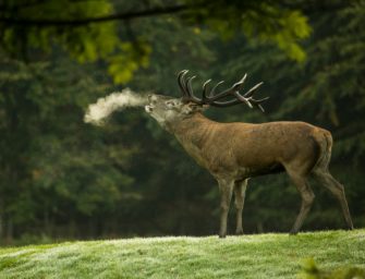 Blauzungenkrankheit: Sind unsere Wildtiere in Gefahr?