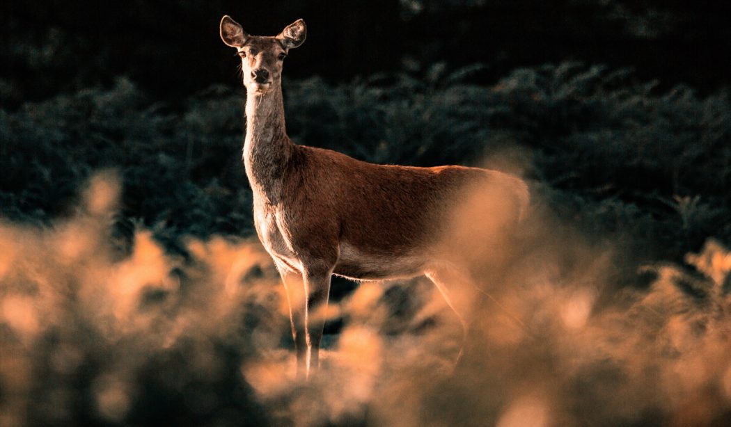 diana-parkhouse-xPXYUI5ZXJI-unsplash