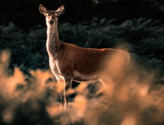Weibliches Rotwild: Tierschutzkonform jagen