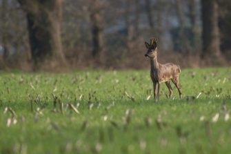 Amtsgericht fällt Urteil gegen Wilderer aus Sachsen-Anhalt