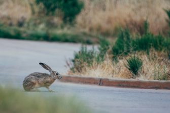 Autounfall: Hase löst schweren Unfall auf der A3 bei Rosenhof aus