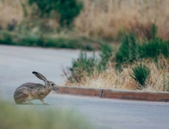 Autounfall: Hase löst schweren Unfall auf der A3 bei Rosenhof aus