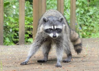 Waschbär tötet Jagdhund – die Gefahr invasiver Raubtiere